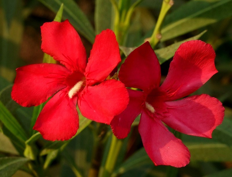 красные цветы олеандр