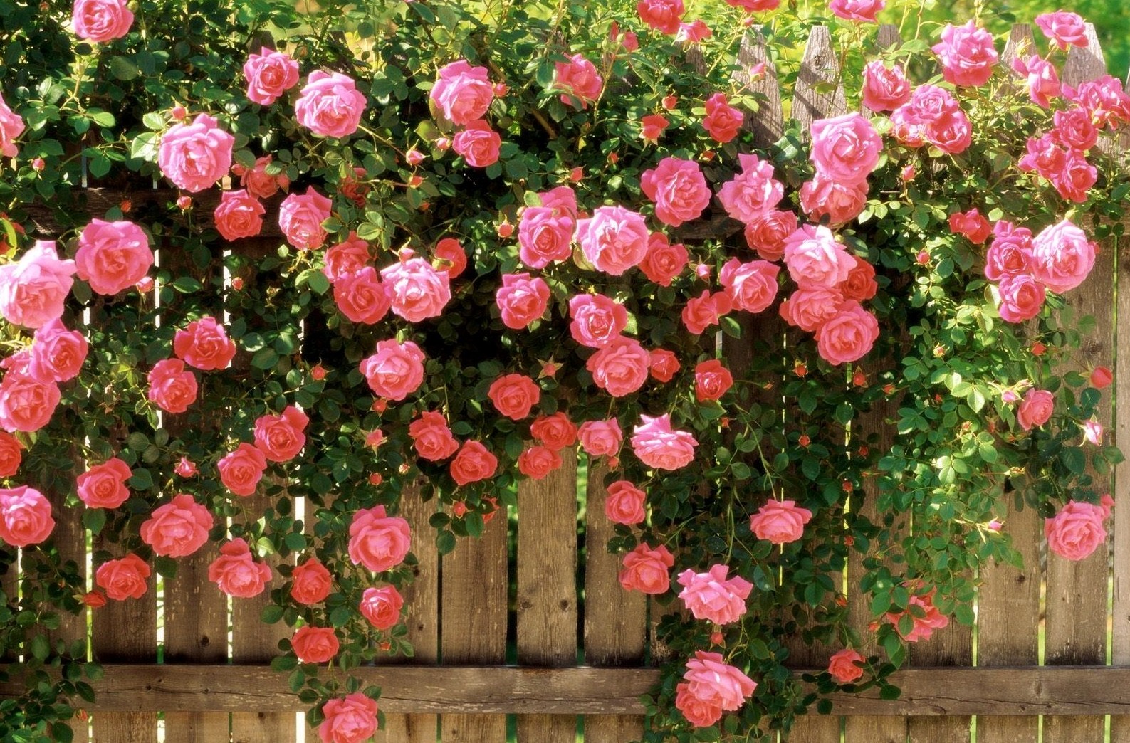 розы в саду плетистые