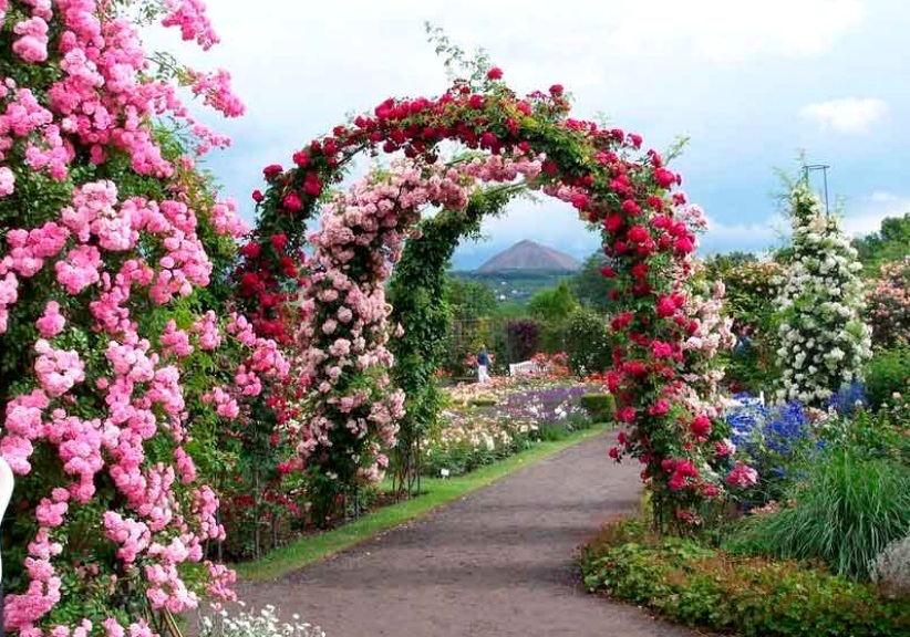 розы в саду арка
