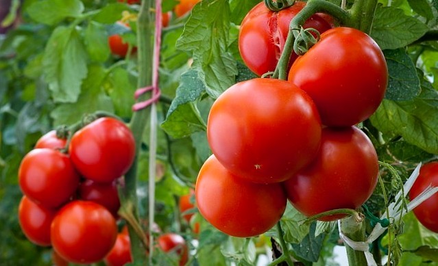 Полив и подкормка помидоров: Как все сделать правильно!