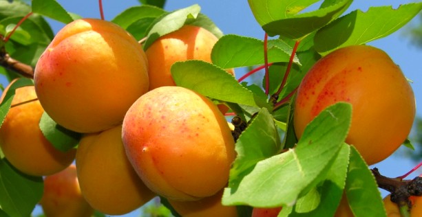 выращивание абрикоса из косточки