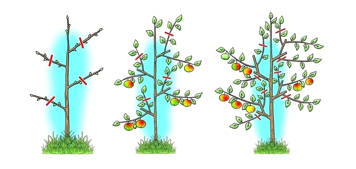 Схема обрезки кроны яблони