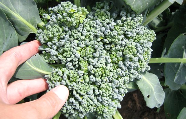 Выращивание и хранение брокколи