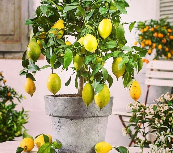 Сорта комнатного лимона