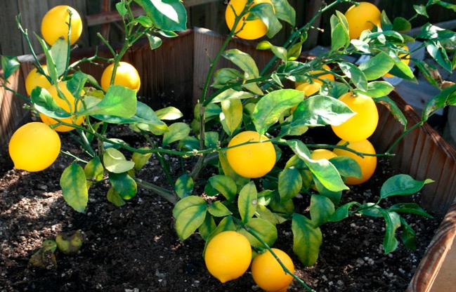 Как привить комнатный лимон