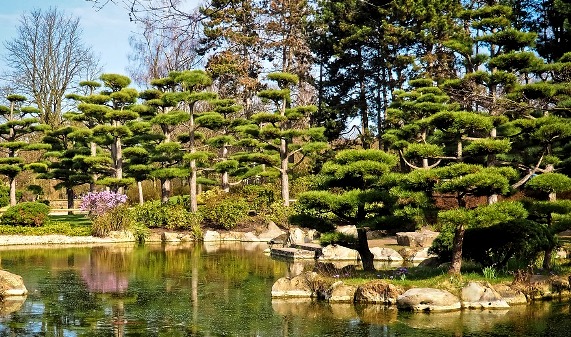 японский сад деревья